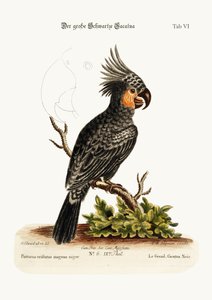 Il grande cacatua nero